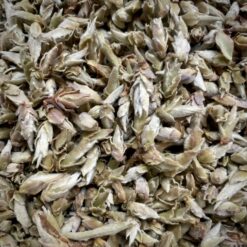 Bourgeons de Nan Mei