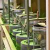 Matcha avec Jeremy Tamen