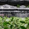 Japon : du sencha au kocha