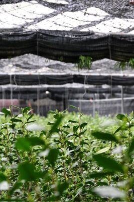Japon : du sencha au kocha